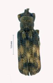   Heterrhachispa  habitus .  